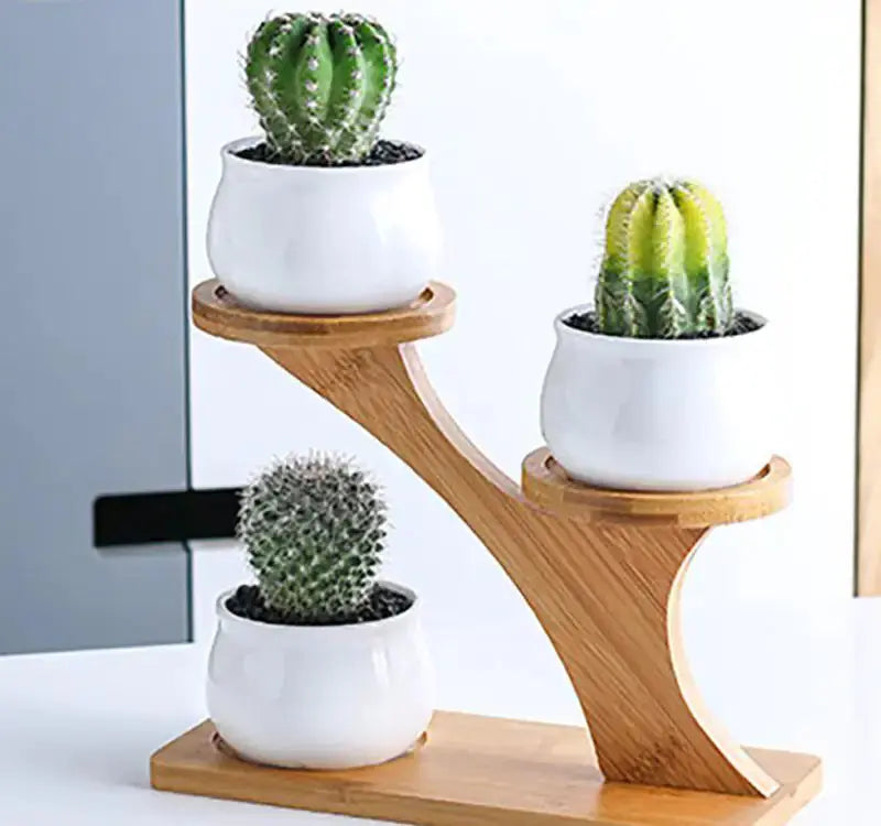 Succulent Pots & Bamboo Shelf VELVET VOGUE