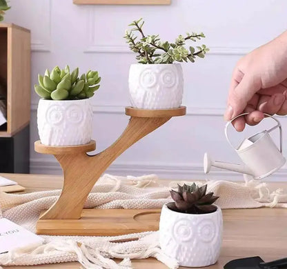 Succulent Pots & Bamboo Shelf VELVET VOGUE