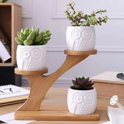 Succulent Pots & Bamboo Shelf VELVET VOGUE