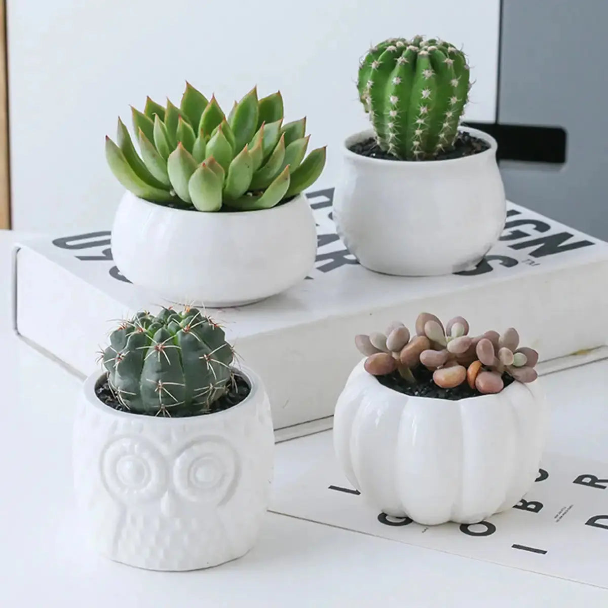 Succulent Pots & Bamboo Shelf VELVET VOGUE