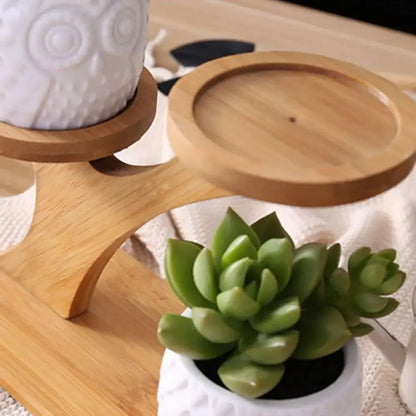 Succulent Pots & Bamboo Shelf VELVET VOGUE