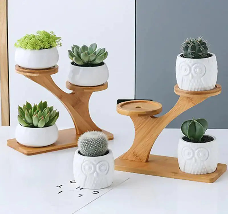 Succulent Pots & Bamboo Shelf VELVET VOGUE