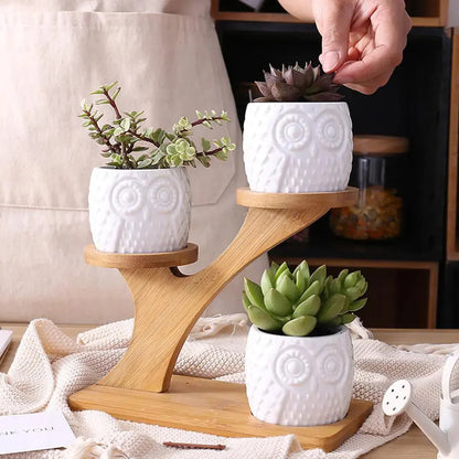 Succulent Pots & Bamboo Shelf VELVET VOGUE